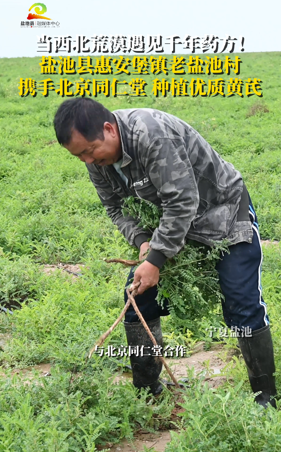 当西北荒漠遇见千年药方！盐池县惠安堡镇老盐池村 携手北京同仁堂 种植优质黄芪