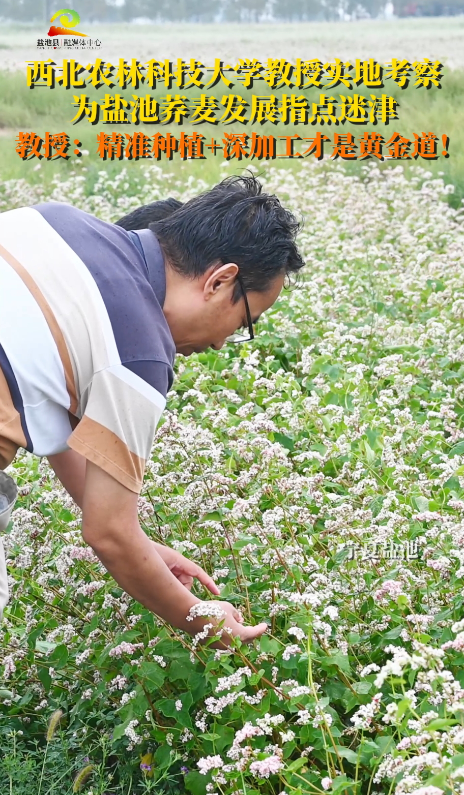 西北农林科技大学教授实地考察 为盐池荞麦发展指点迷津 教授：精准种植+深加工才是黄金道！