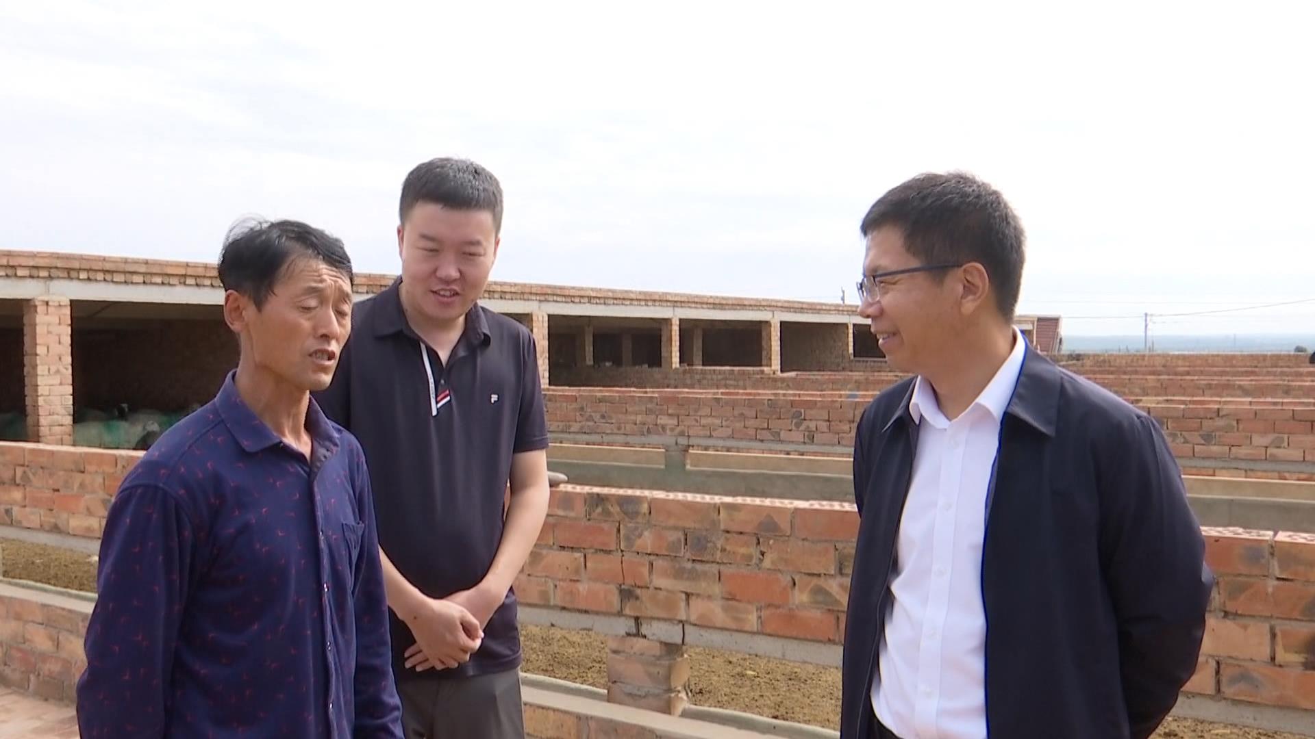 王学冕调研全县滩羊养殖提质增效工作并主持召开座谈会