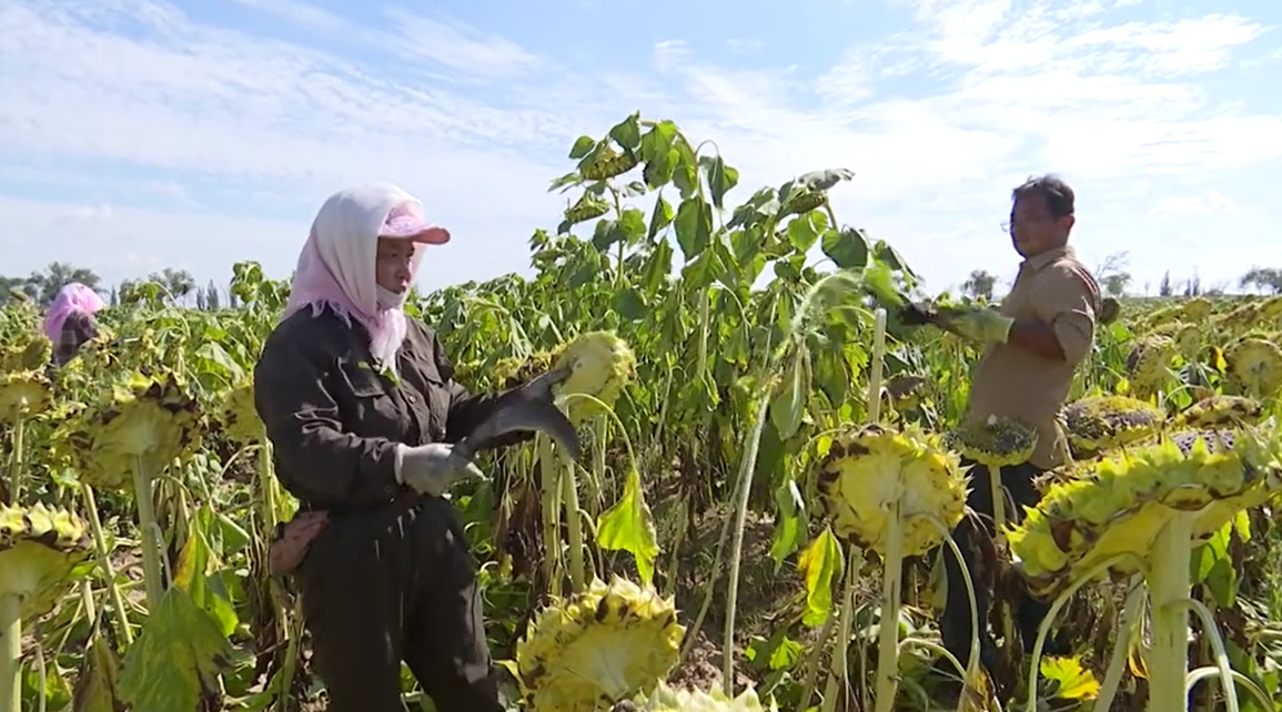 持续巩固脱贫攻坚成果 奋力推进乡村全面振兴 | 金秋好“丰”景 葵花收割忙