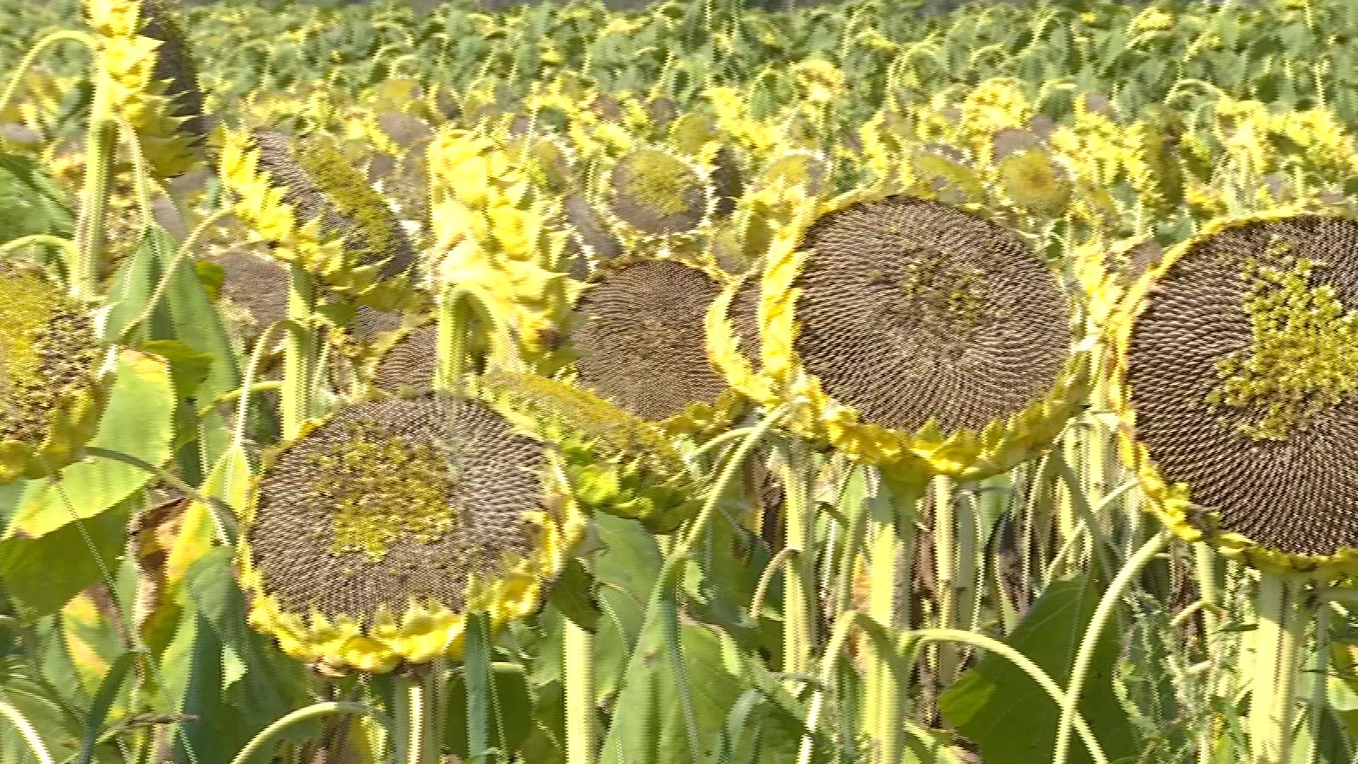 金秋好“丰”景  葵花收割忙