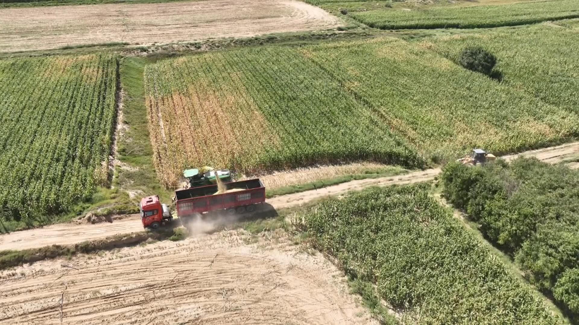 我县青贮玉米开镰收割 奏响丰收“前奏曲”