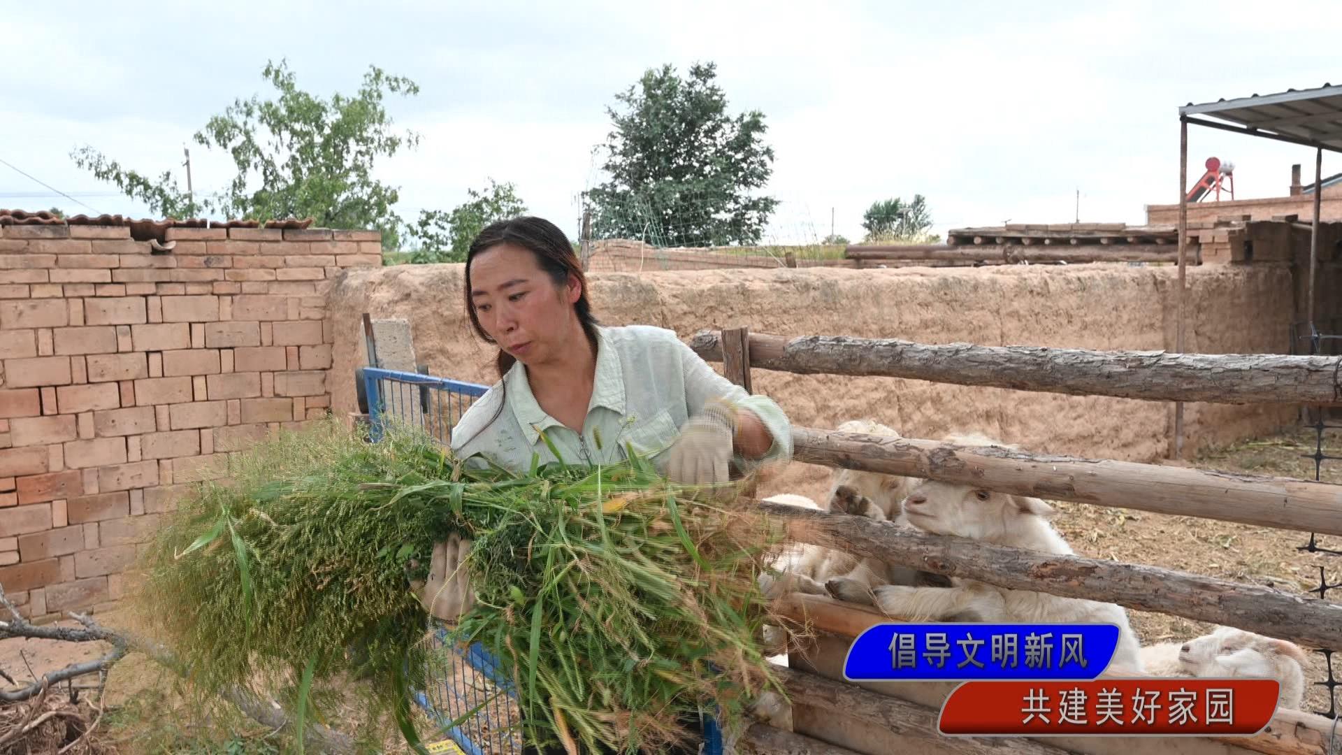 王树梅：孝老爱亲显担当 政策帮扶暖人心