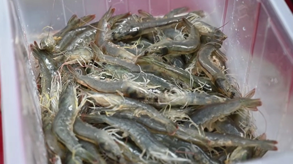 稳增长促发展攻坚年 | 海鲜“安家”盐碱地 昔日荒滩变成“金银滩”