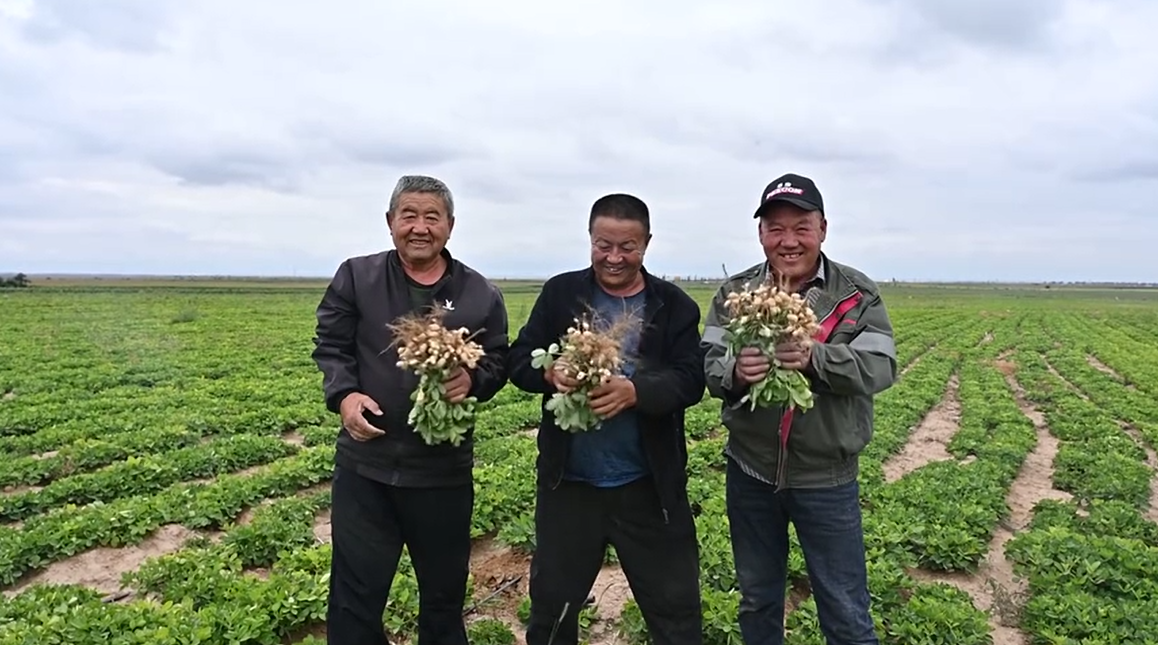 1.8万亩谷子大丰收！看盐池县冯记沟乡这沉甸甸的喜悦  仓满民欢  丰收喜悦传四方
