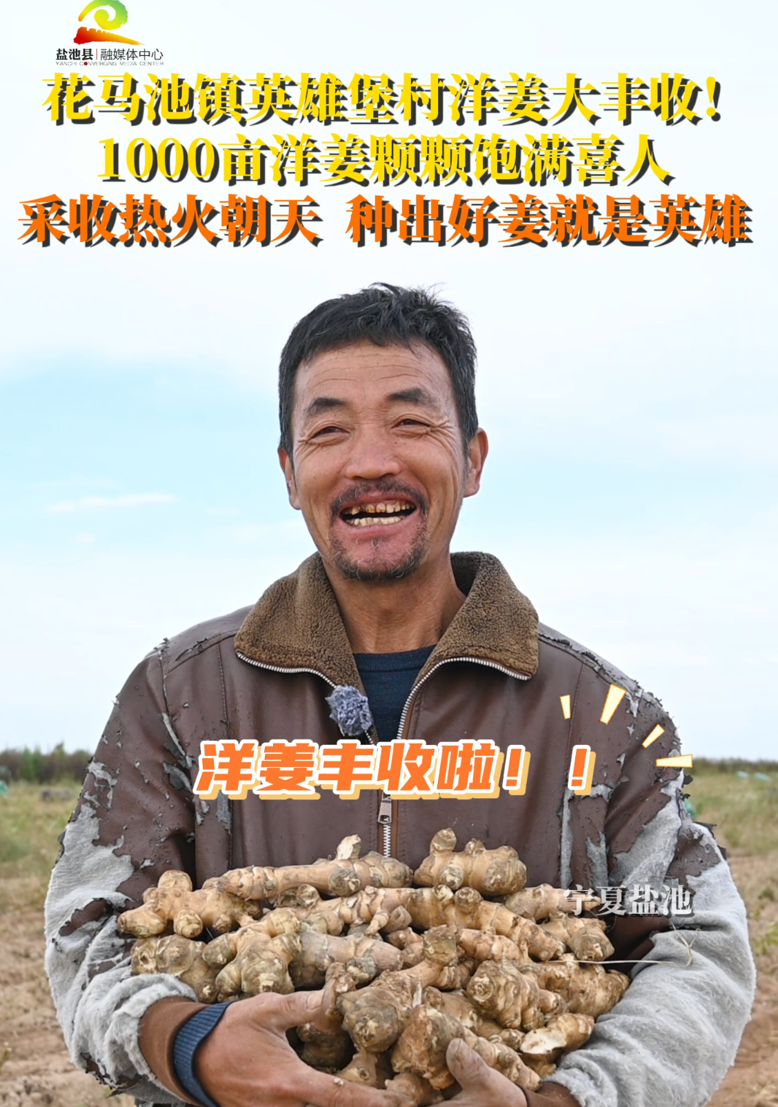 花马池镇英雄堡村洋姜大丰收！1000亩洋姜颗颗饱满喜人 采收热火朝天 种出好姜就是英雄