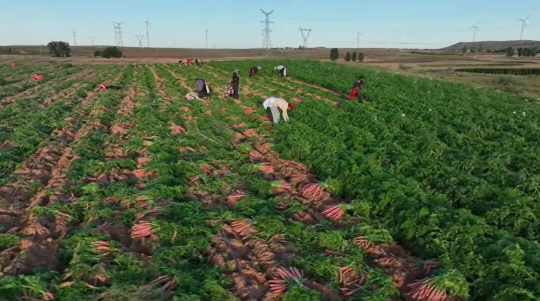 持续巩固脱贫攻坚成果 奋力推进乡村全面振兴 | 杂粮果蔬齐飘香 千亩田园迎丰收