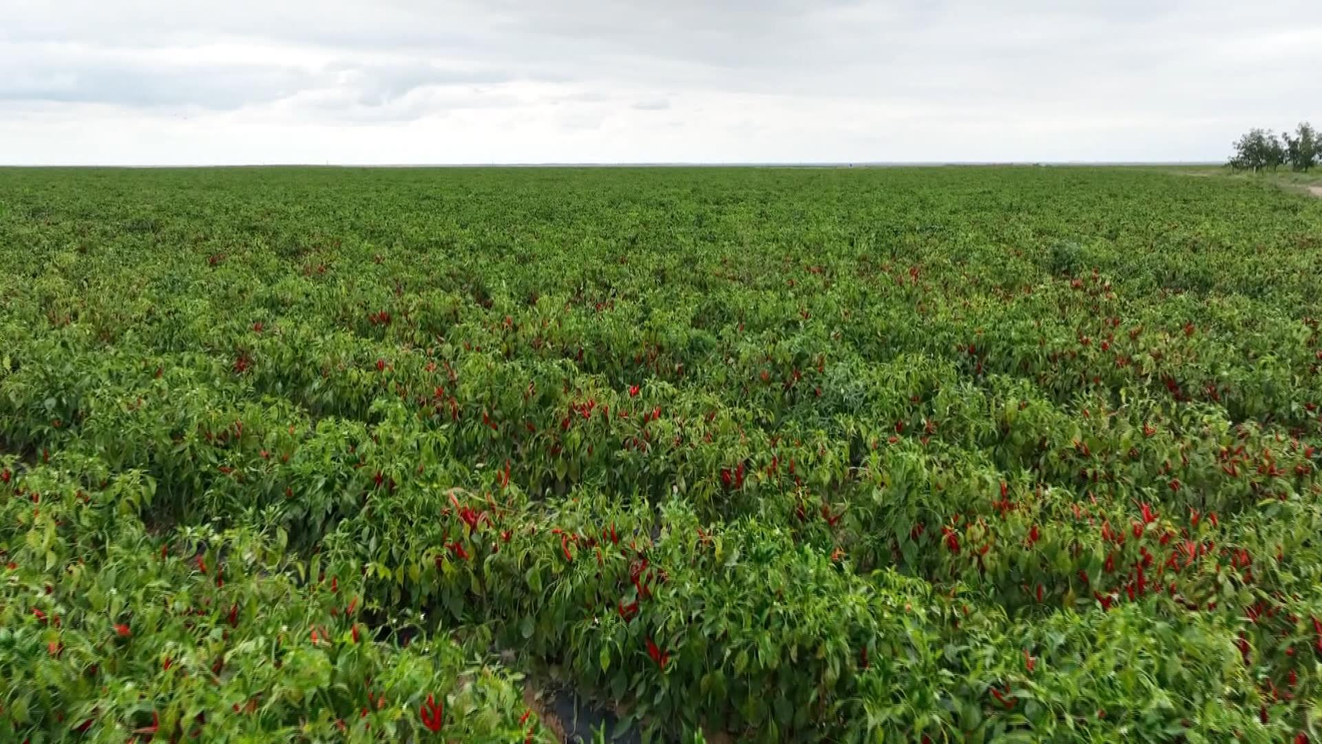 杂粮果蔬齐飘香 千亩田园迎丰收