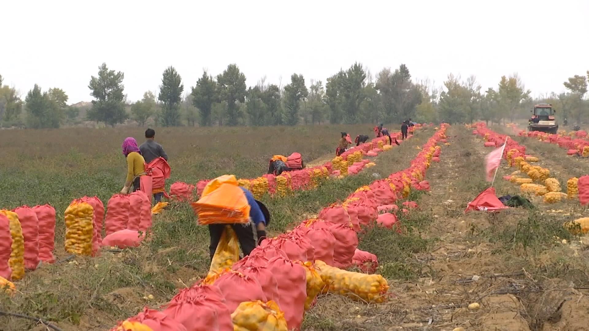 沙边子村：奏响乡村振兴“薯”光曲