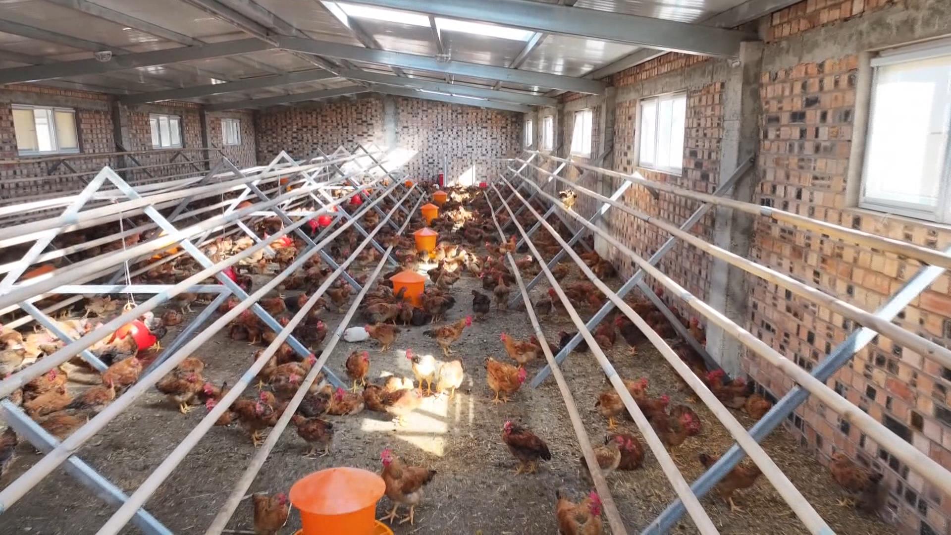 暴记春村：绿林生态抓“鸡”遇  “啄”出富民新路径