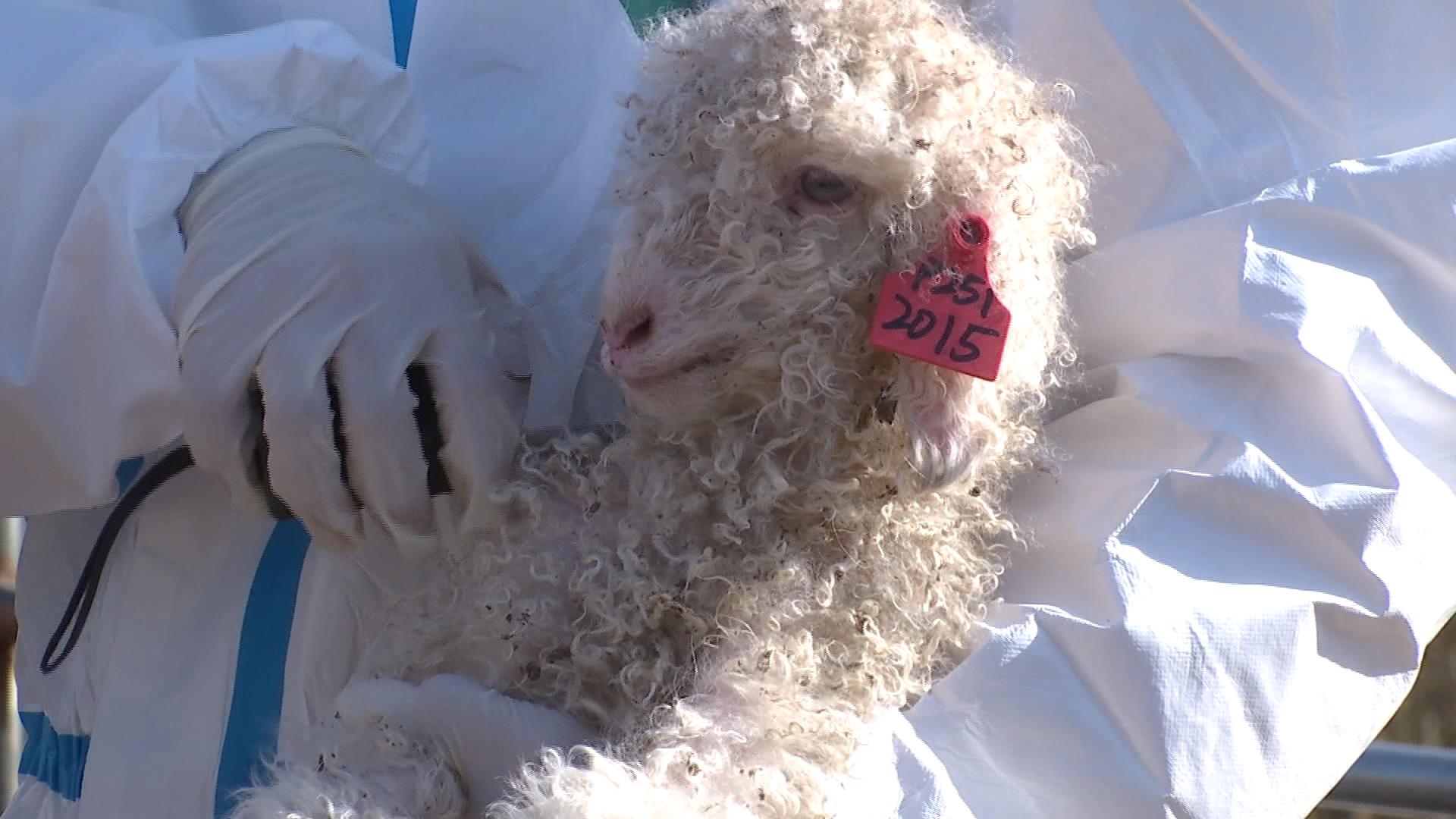 我县迎来首批克隆滩羊 种源保护正式迈入“基因时代”