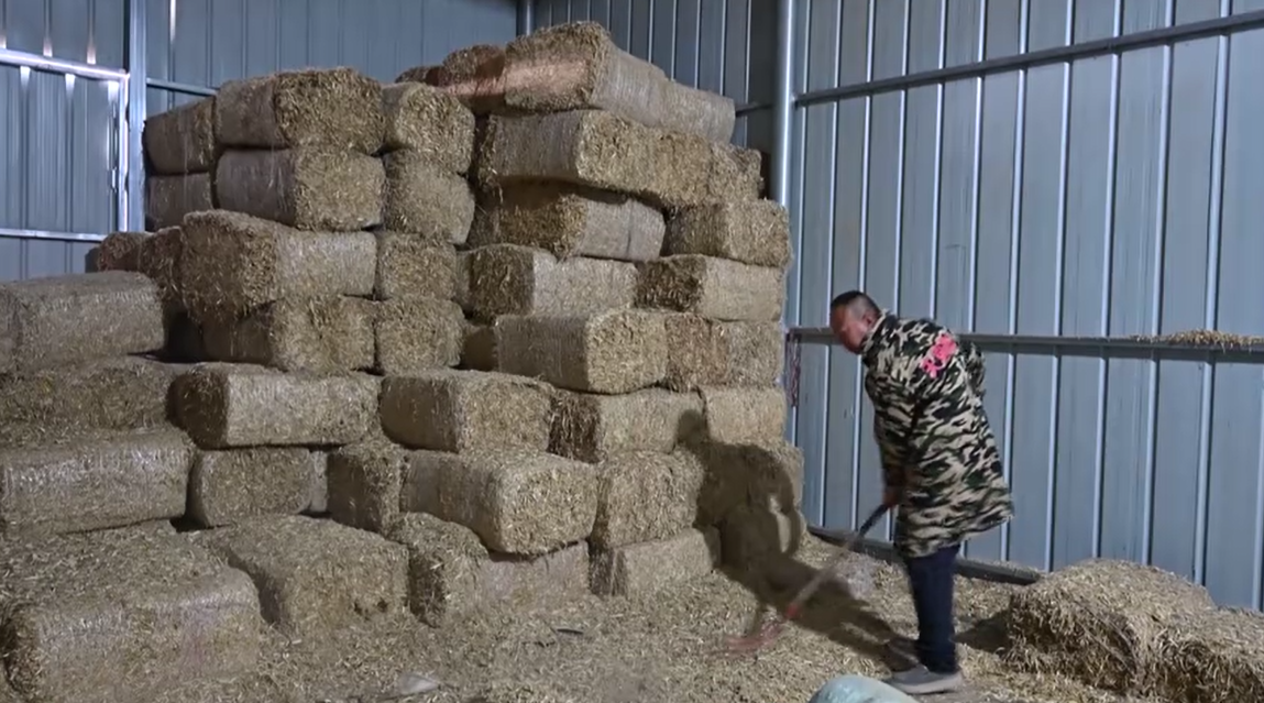 持续巩固脱贫攻坚成果 奋力推进乡村全面振兴 | 郭宝：依托滩羊养殖走上致富路