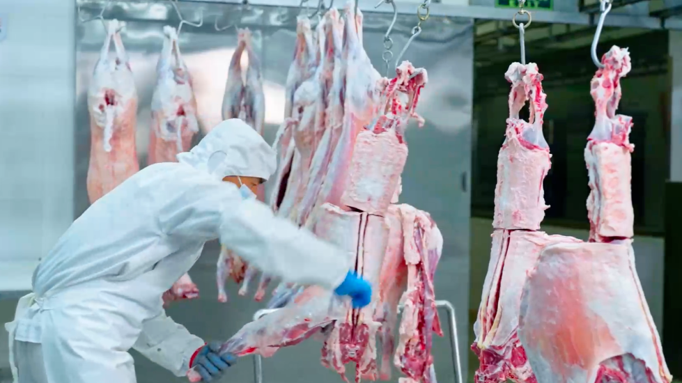 奋力实现全年发展目标“百日攻坚战”｜解码盐池滩羊“全链精进”的品质突围密码