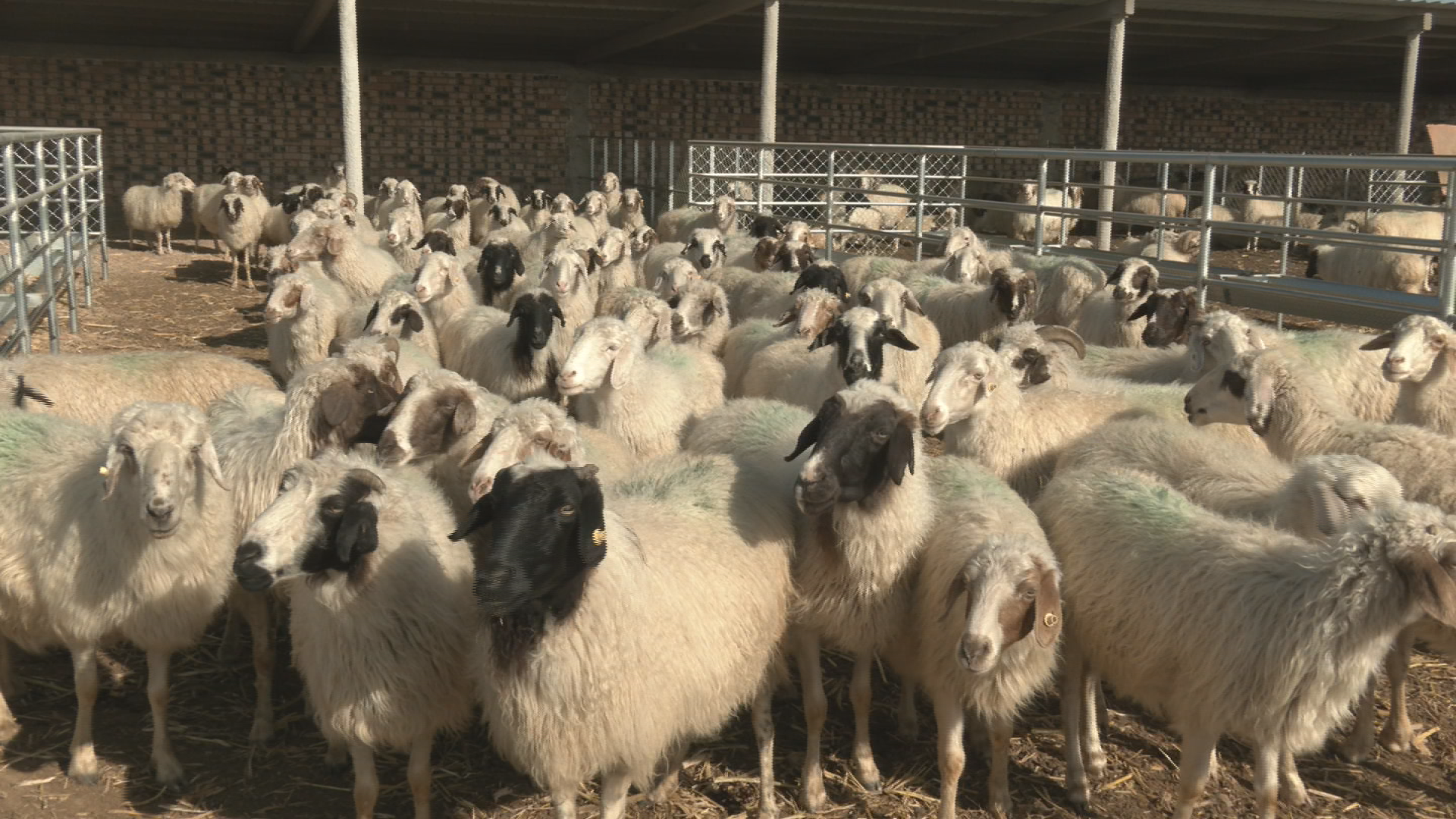 持续巩固脱贫攻坚成果 奋力推进乡村全面振兴 | 雨强村：规模养殖强链 滩羊链上生金