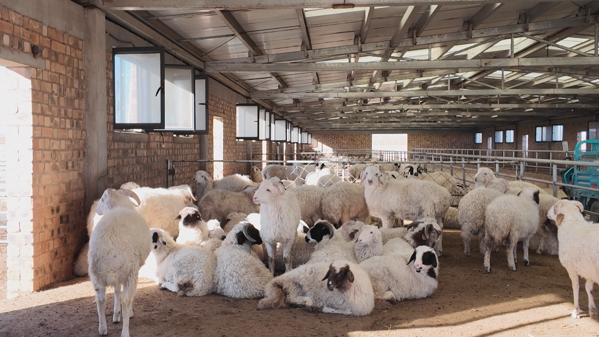 持续巩固脱贫攻坚成果 奋力推进乡村全面振兴 | 滩羊产业“链”起致富路