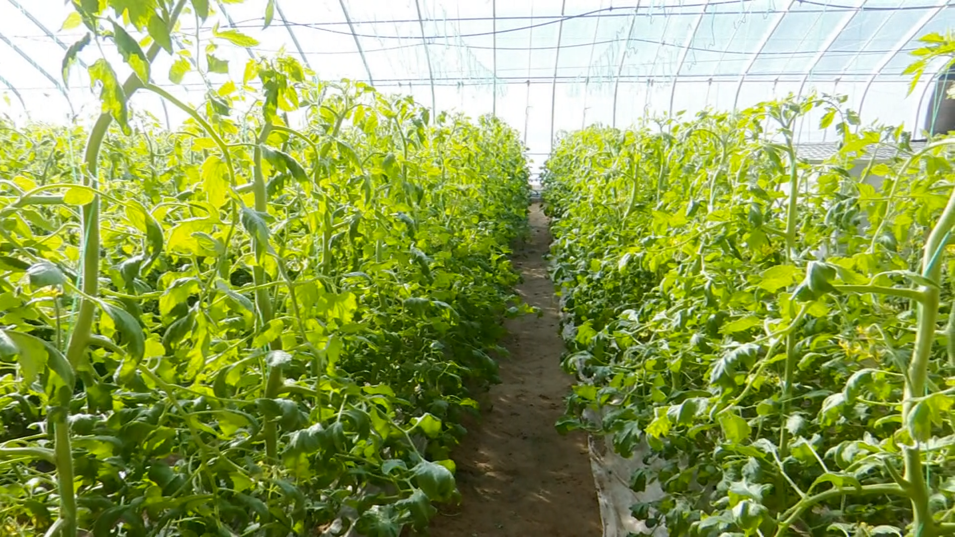 闽宁携手情谊长 东西协作谱新章 | 沟沿村反季温棚西红柿“蔬”写致富新图景