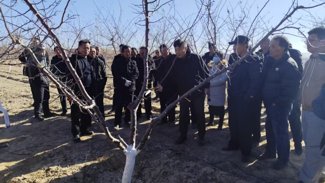 持续巩固脱贫攻坚成果 奋力推进乡村全面振兴 | 冬剪赋能杏满园 技术培训助振兴