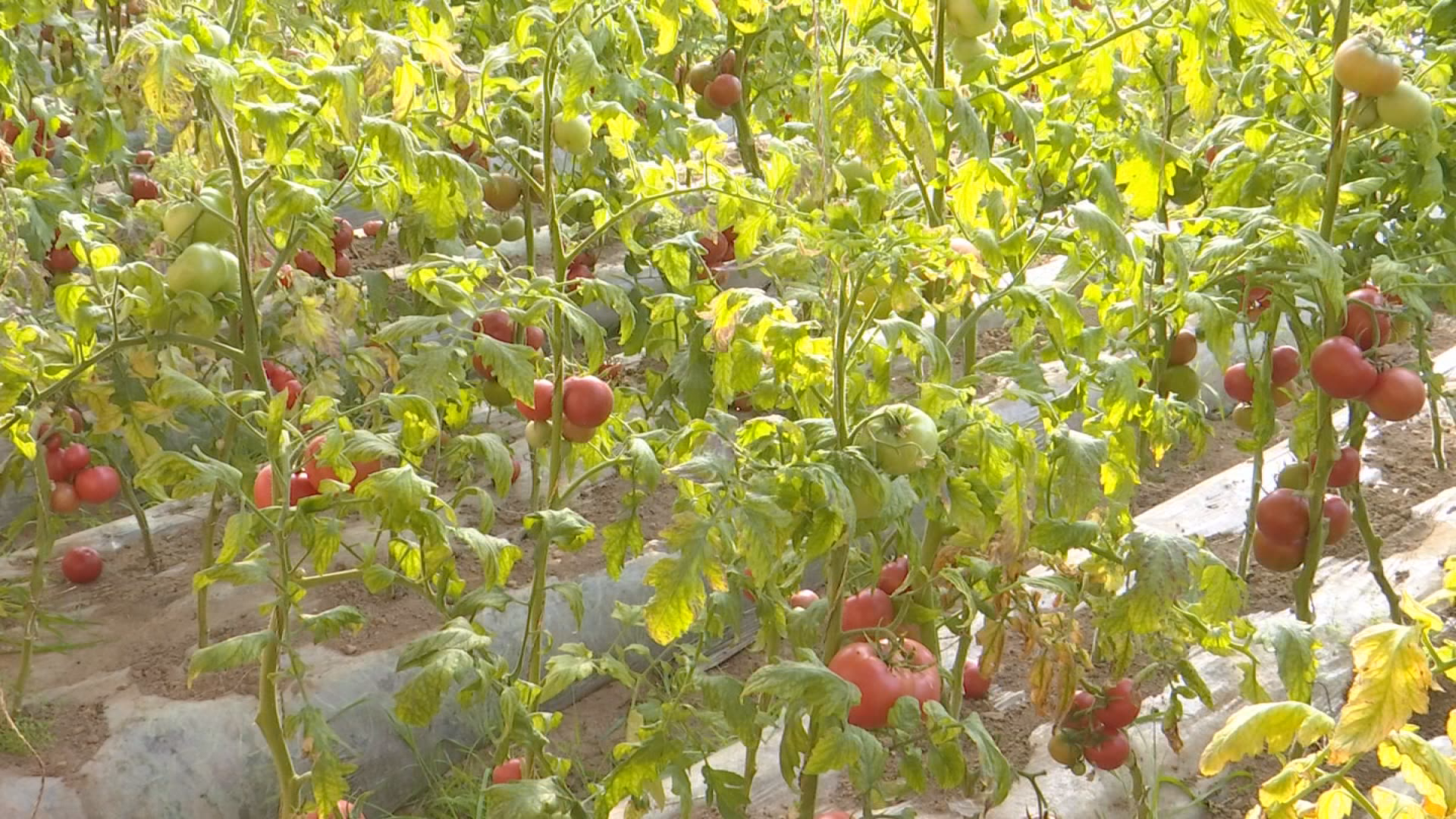 持续巩固脱贫攻坚成果 奋力推进乡村全面振兴 | 高沙窝村：西红柿产销两旺 迎来丰收时节