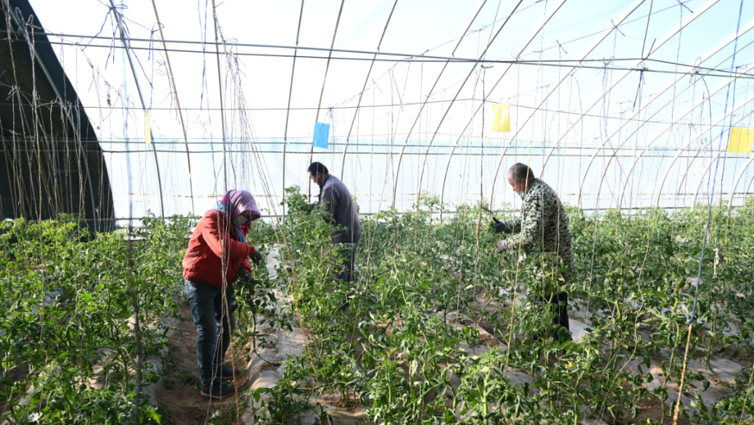 持续巩固脱贫攻坚成果 奋力推进乡村全面振兴 | 王乐井乡：西红柿即将丰产上市 羊肚菌种植稳步推进