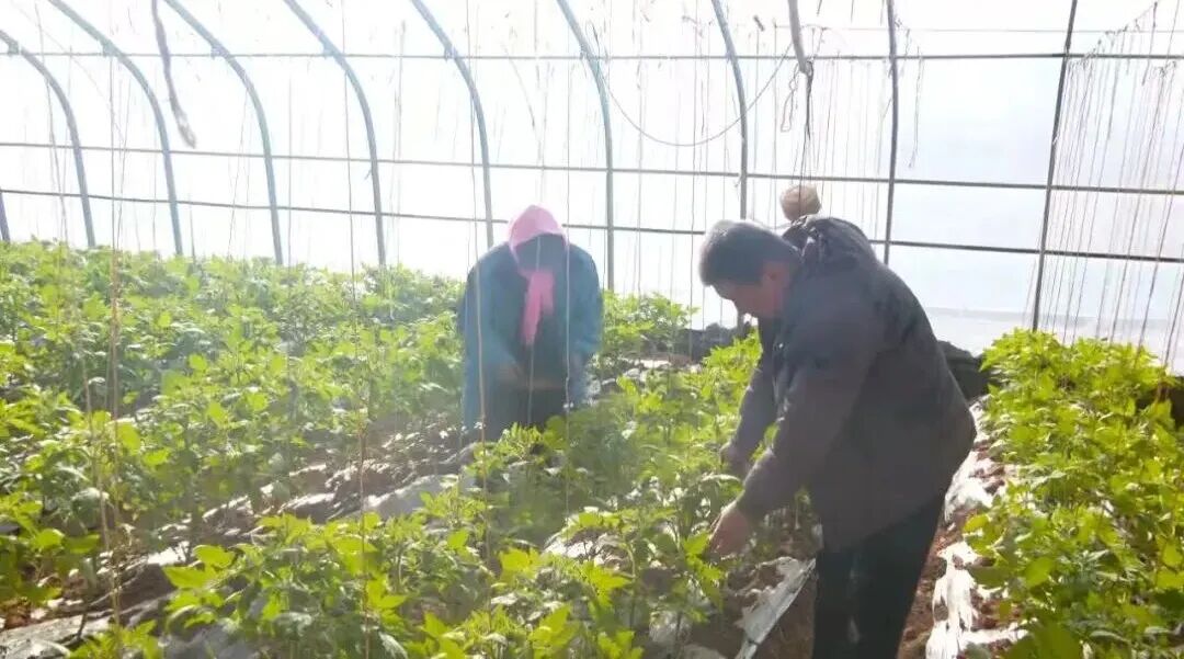 开局&ldquo;十五五&rdquo; 奋进正当时 | 县就业创业和人才服务中心今年1月份审批贷款3480万元 带动就业480人