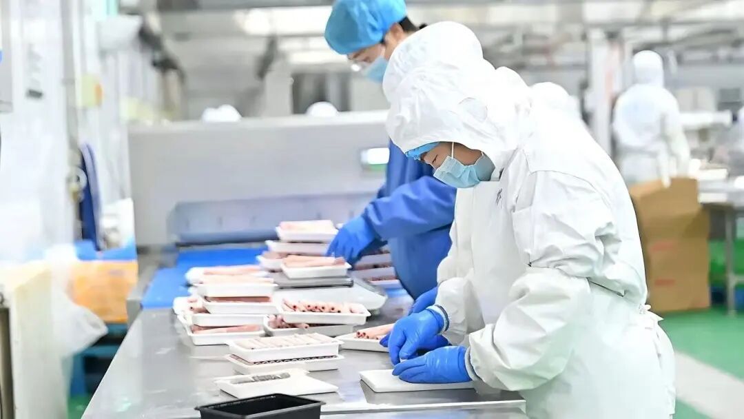 新春走基层 | 新春&ldquo;羊&rdquo;气足  滩羊销售忙